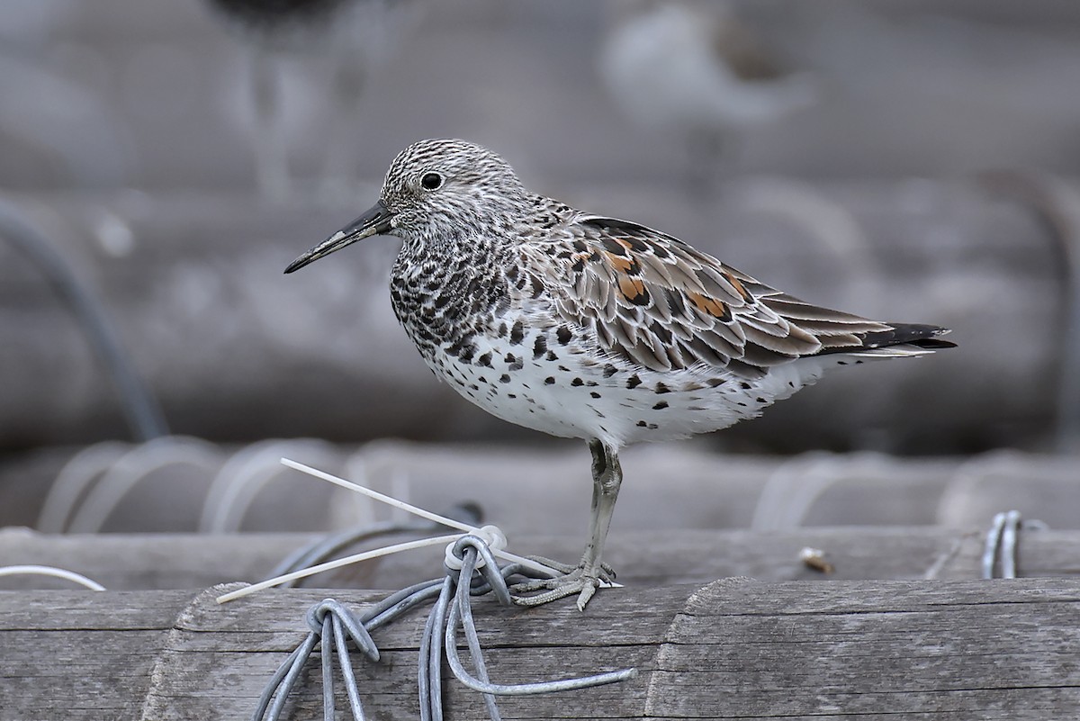 大濱鷸 - ML646390780