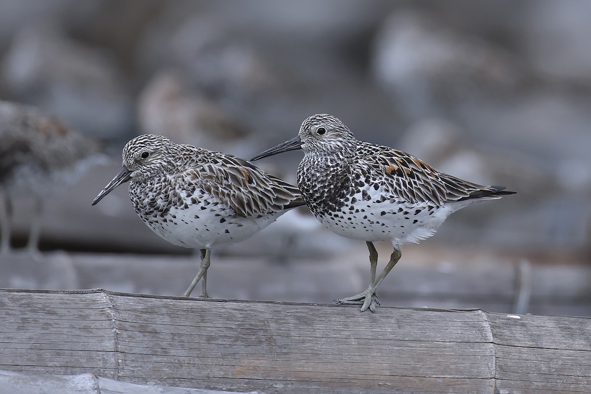 大濱鷸 - ML646390781