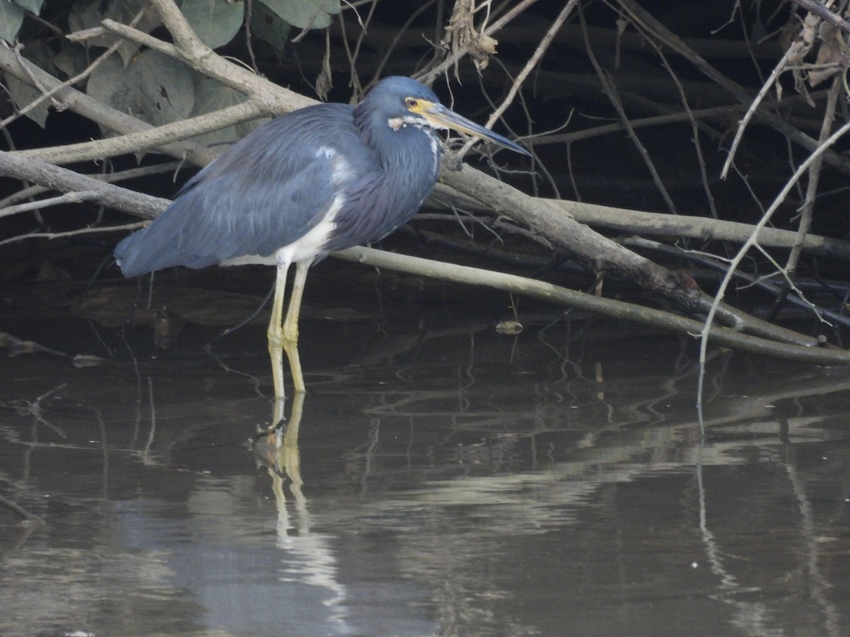 Tricolored Heron - ML646390783