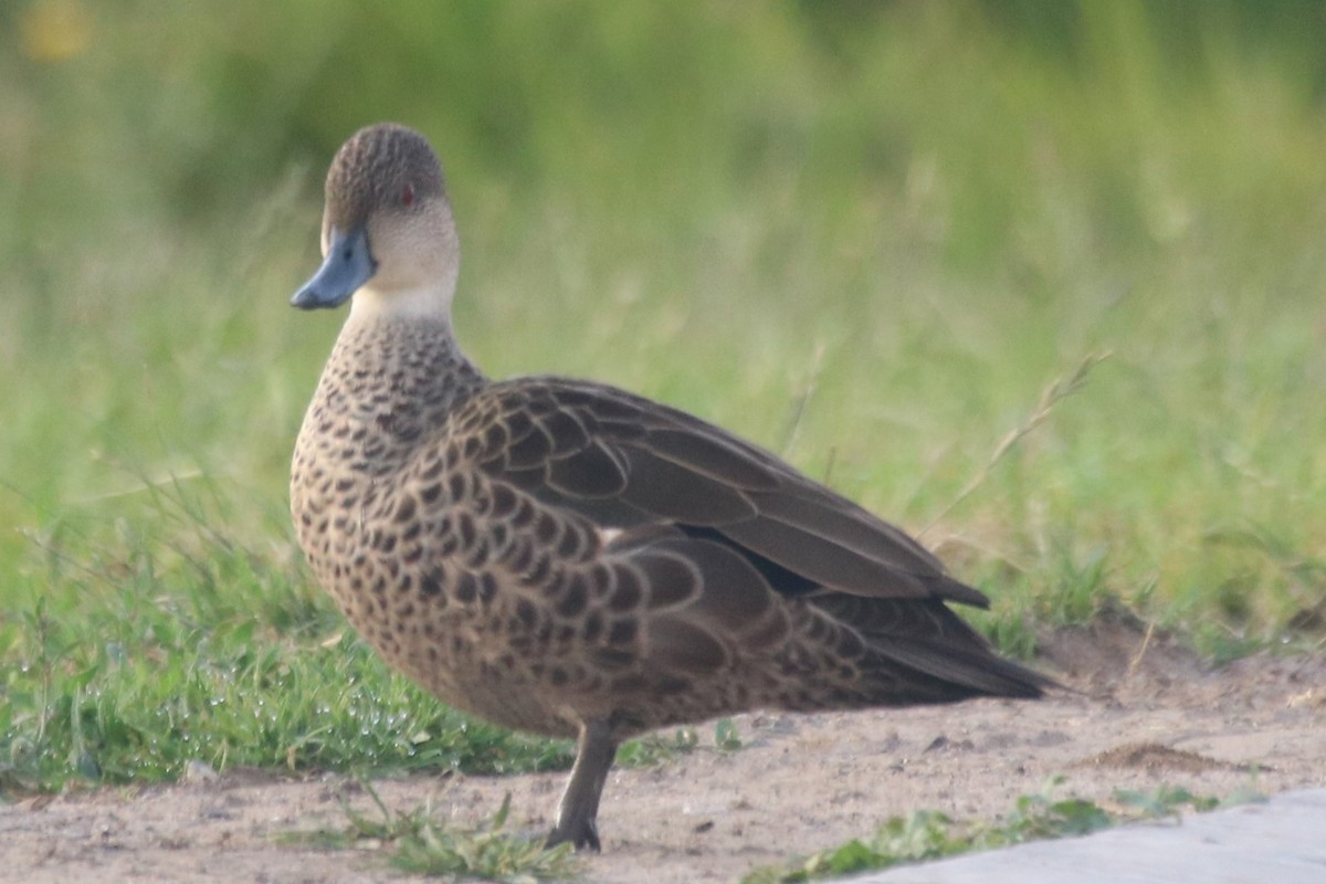 čírka bělohrdlá - ML646390784