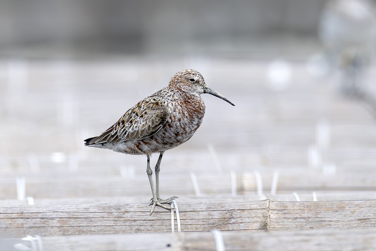 Curlew Sandpiper - ML646390785