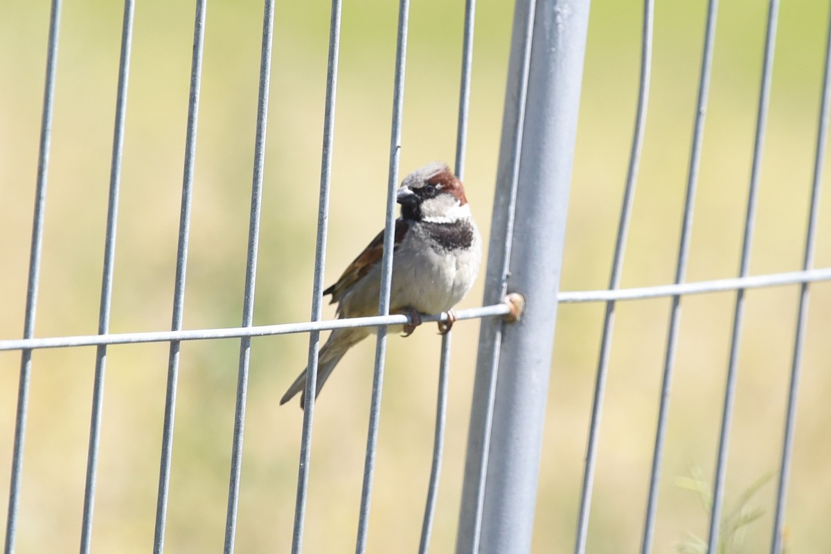 House Sparrow - ML646390786