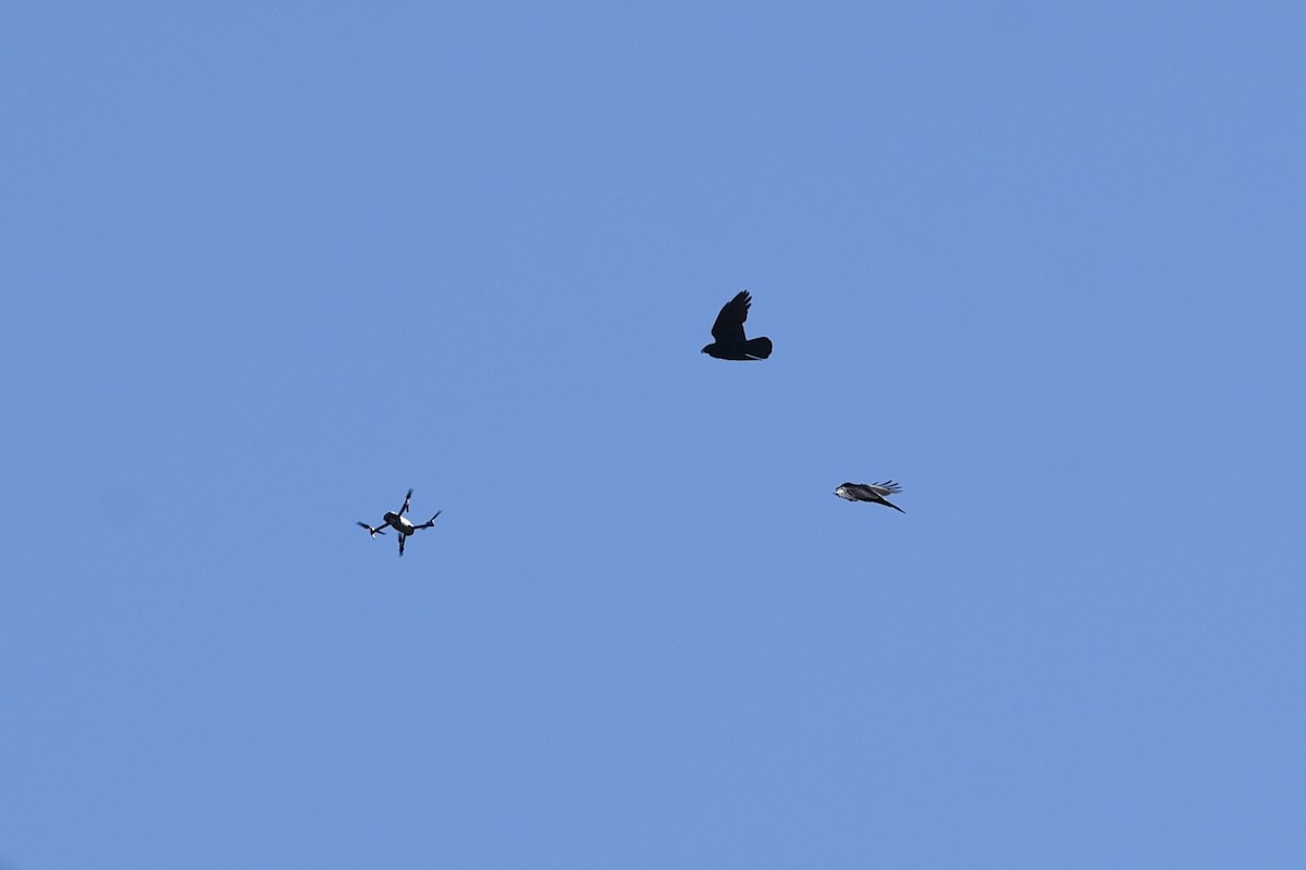 Petit Corbeau - ML646390788