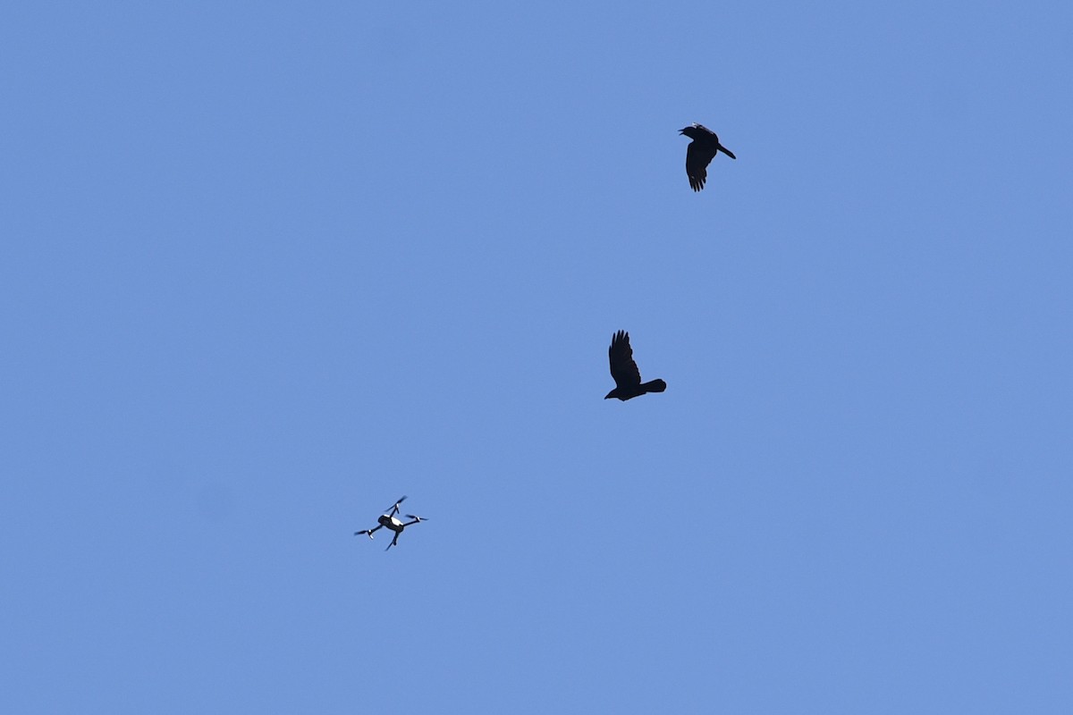 Petit Corbeau - ML646390789