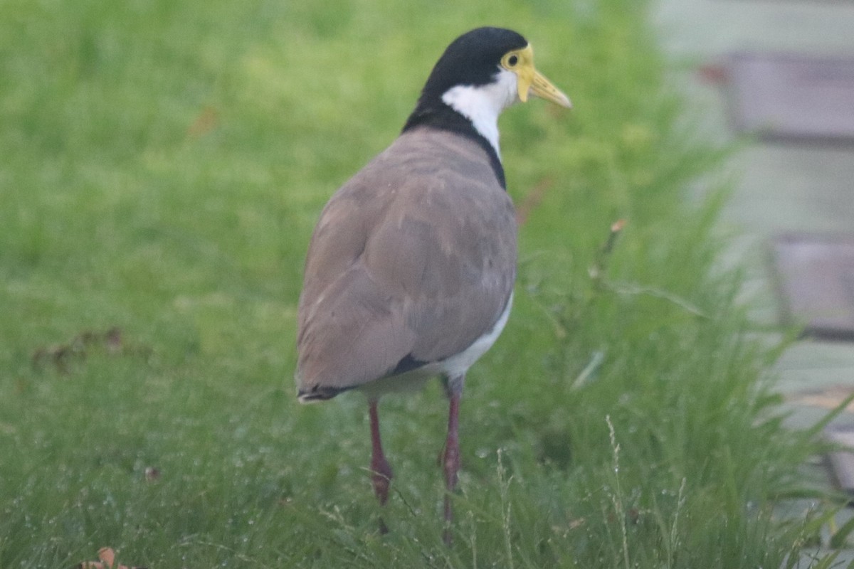 čejka australská - ML646390790