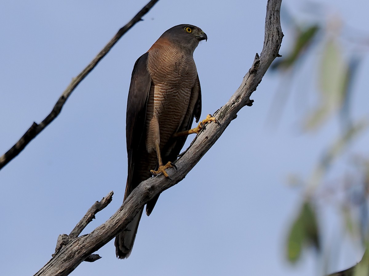 Brown Goshawk - ML646390792