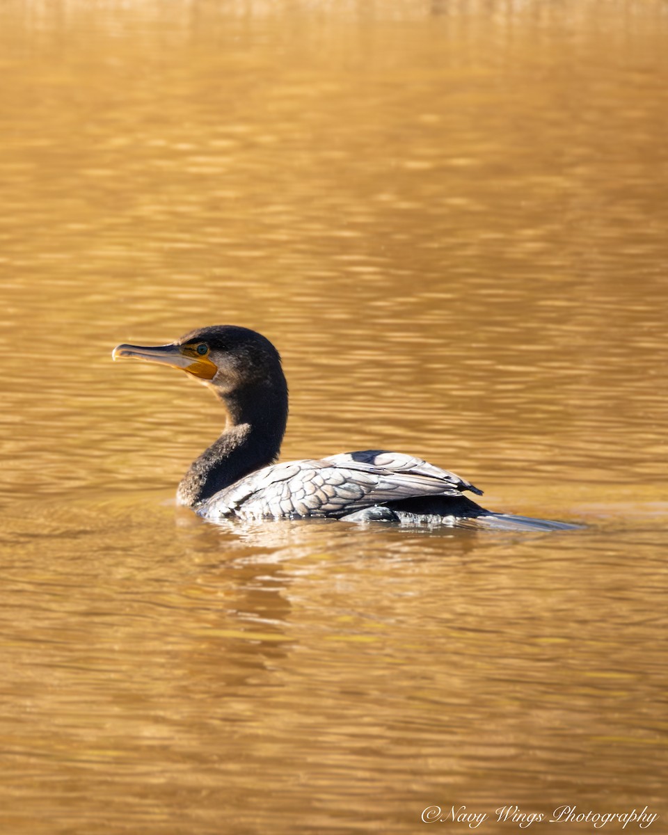 Kormoran - ML646390796