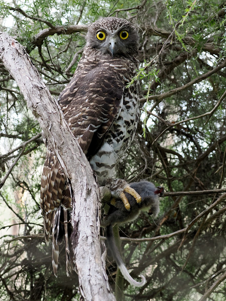 Powerful Owl - ML646390797