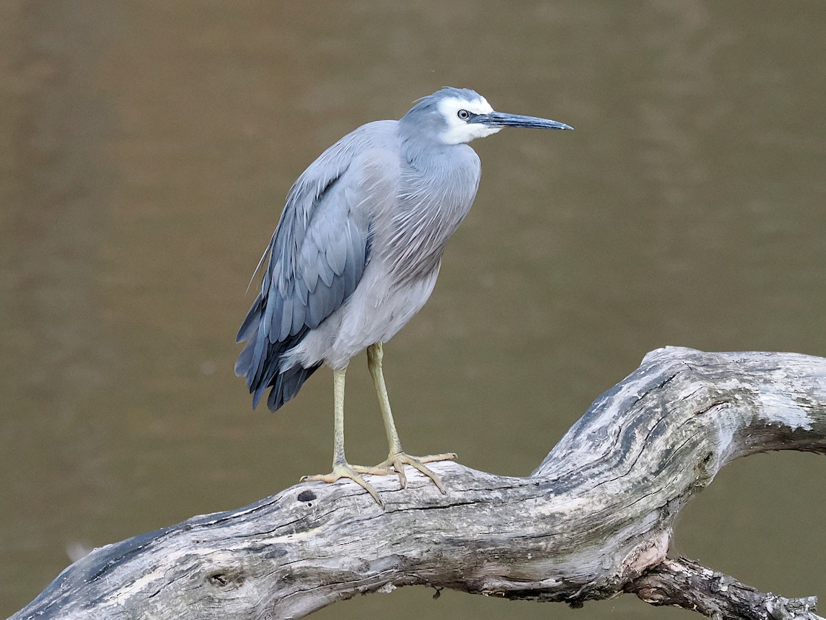 White-faced Heron - ML646390799