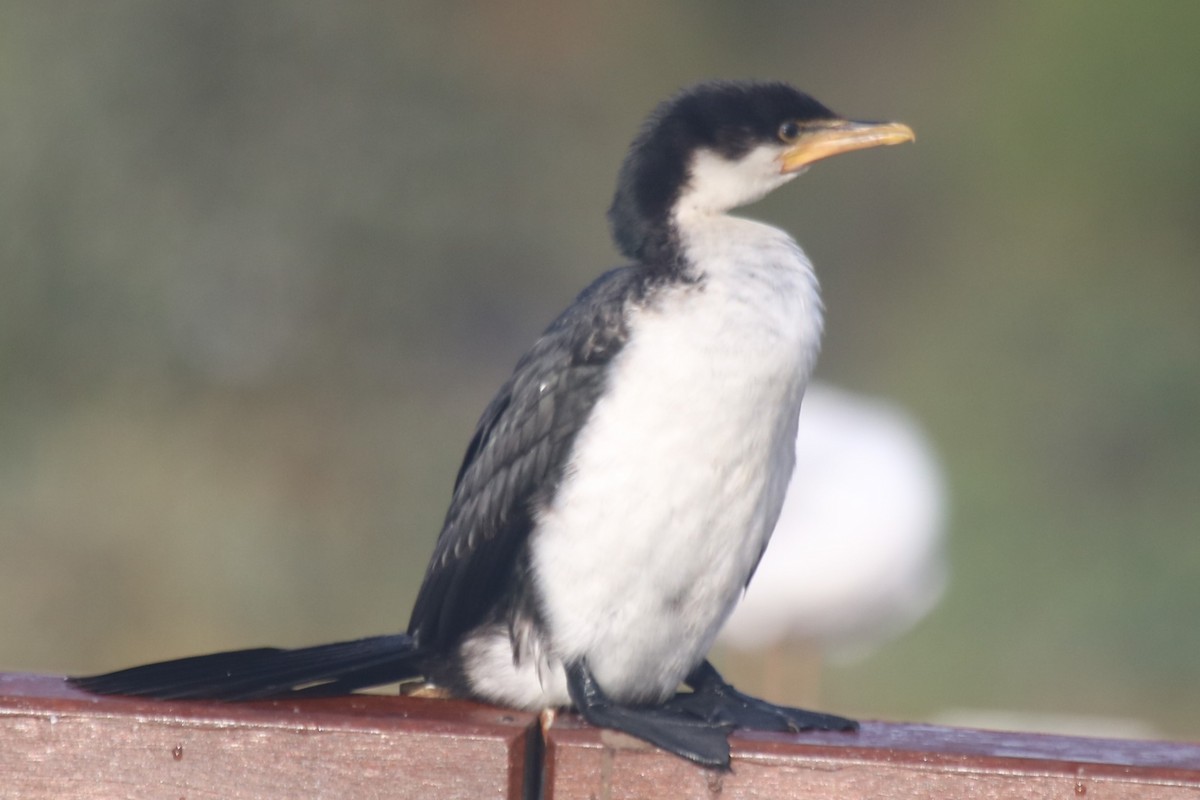 kormorán černobílý - ML646390803