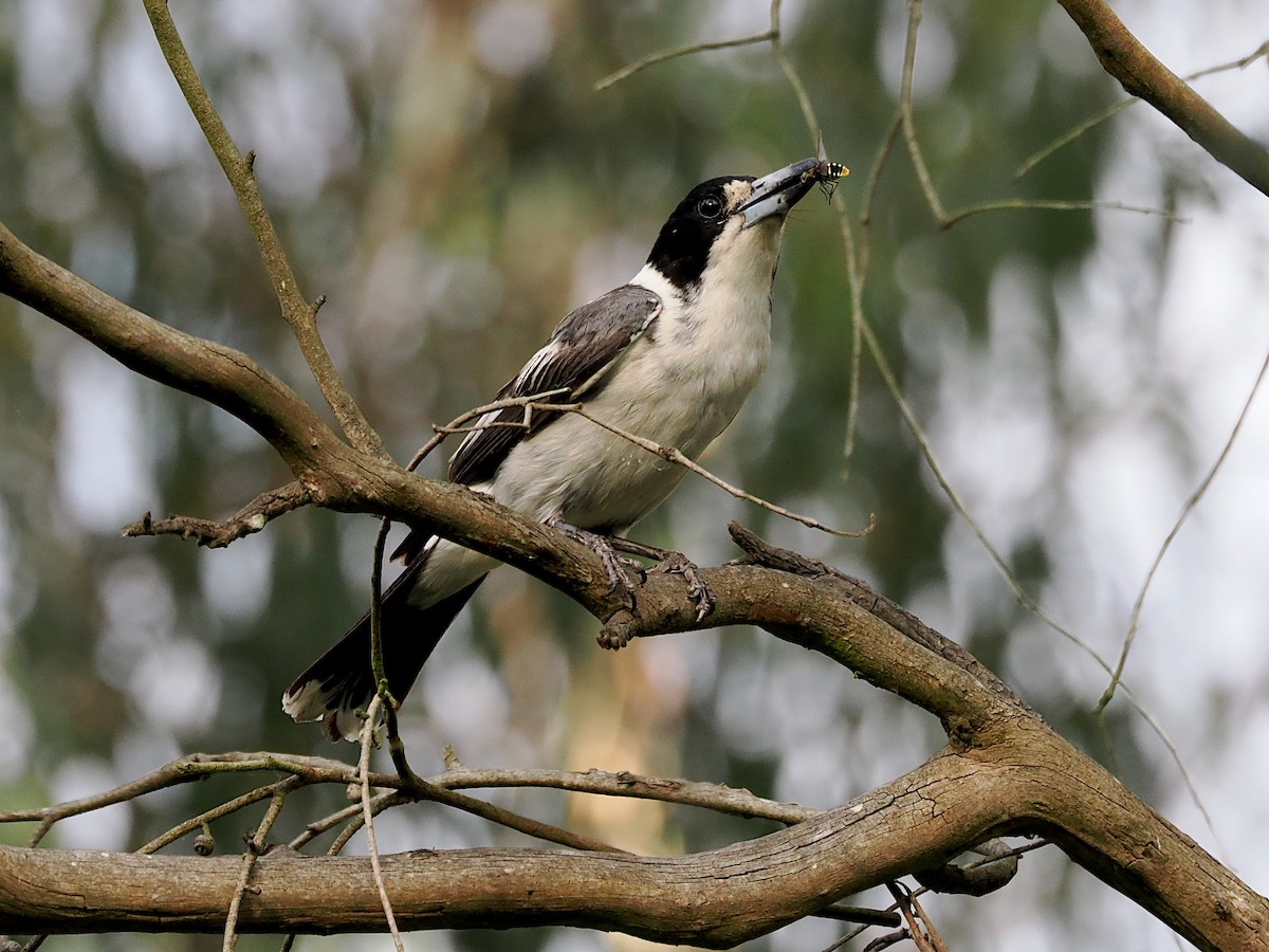 Gray Butcherbird - ML646390804