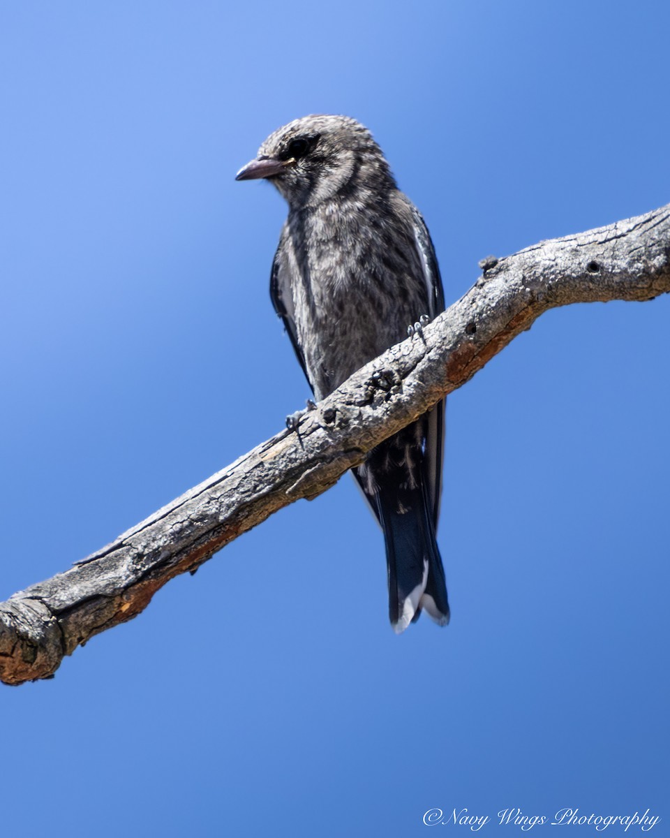 Rußschwalbenstar - ML646390805