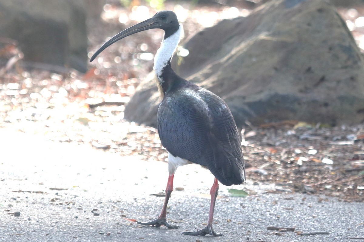 Straw-necked Ibis - ML646390807