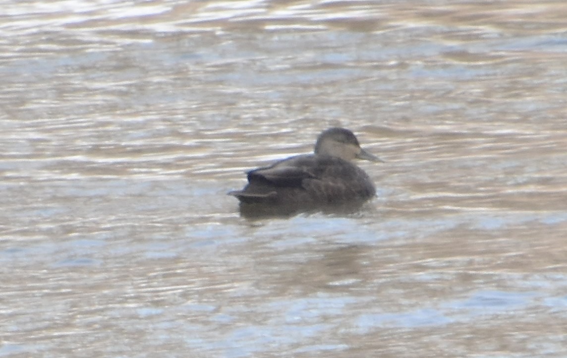 American Black Duck - ML646390808
