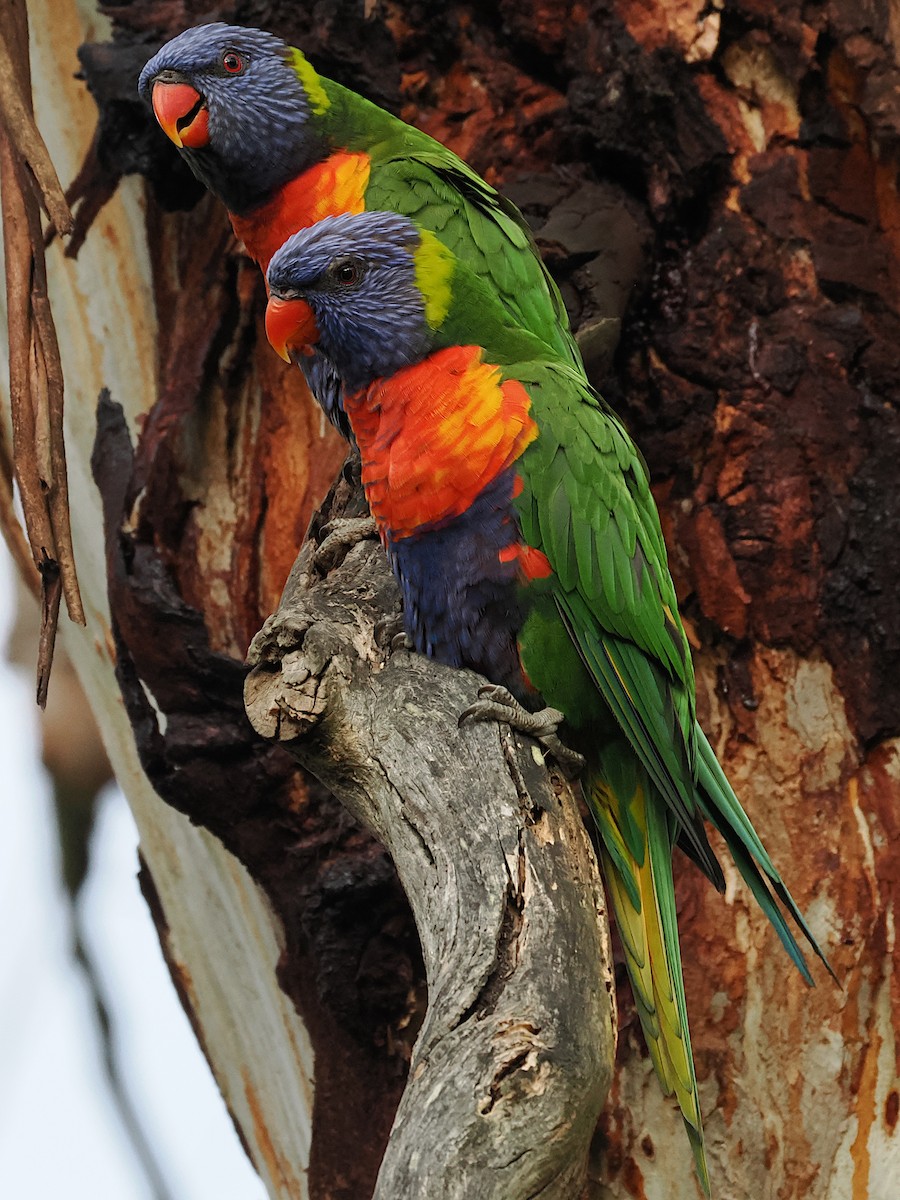 彩虹吸蜜鸚鵡 - ML646390810