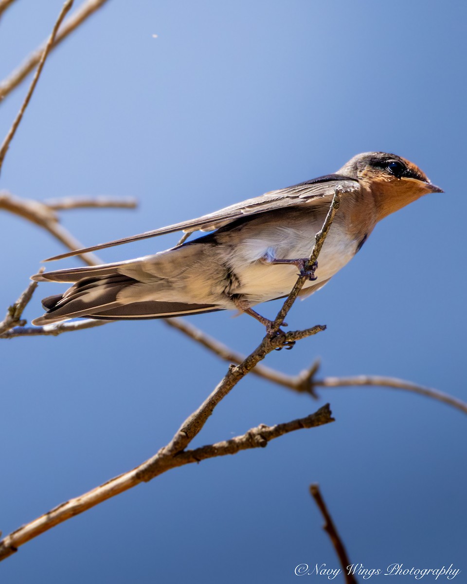 Welcome Swallow - ML646390812