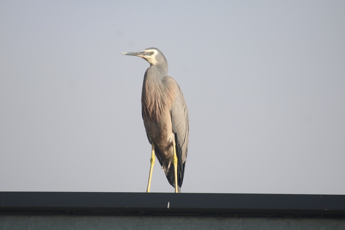 白臉鷺 - ML646390813