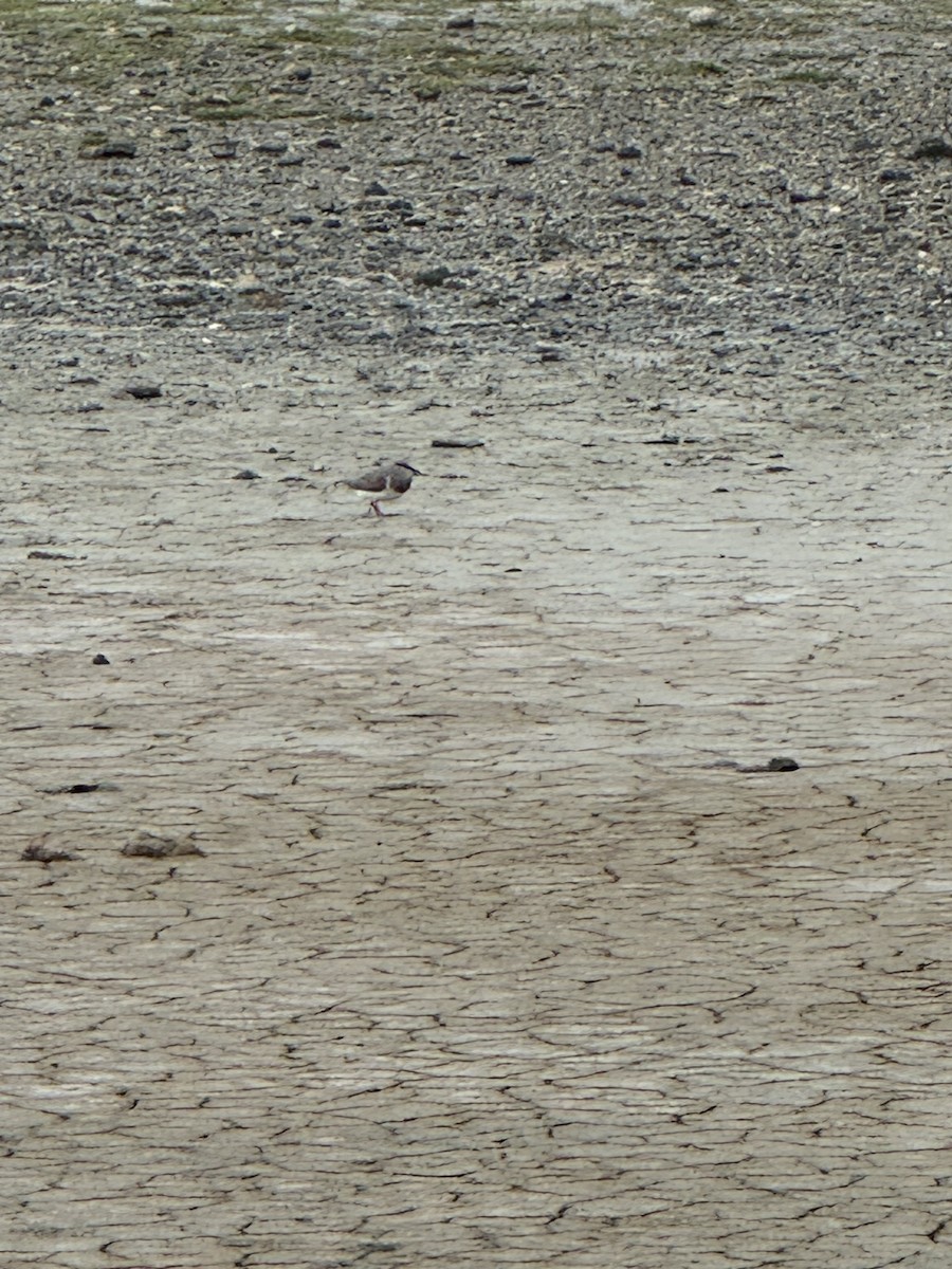 Magellanic Plover - ML646390814