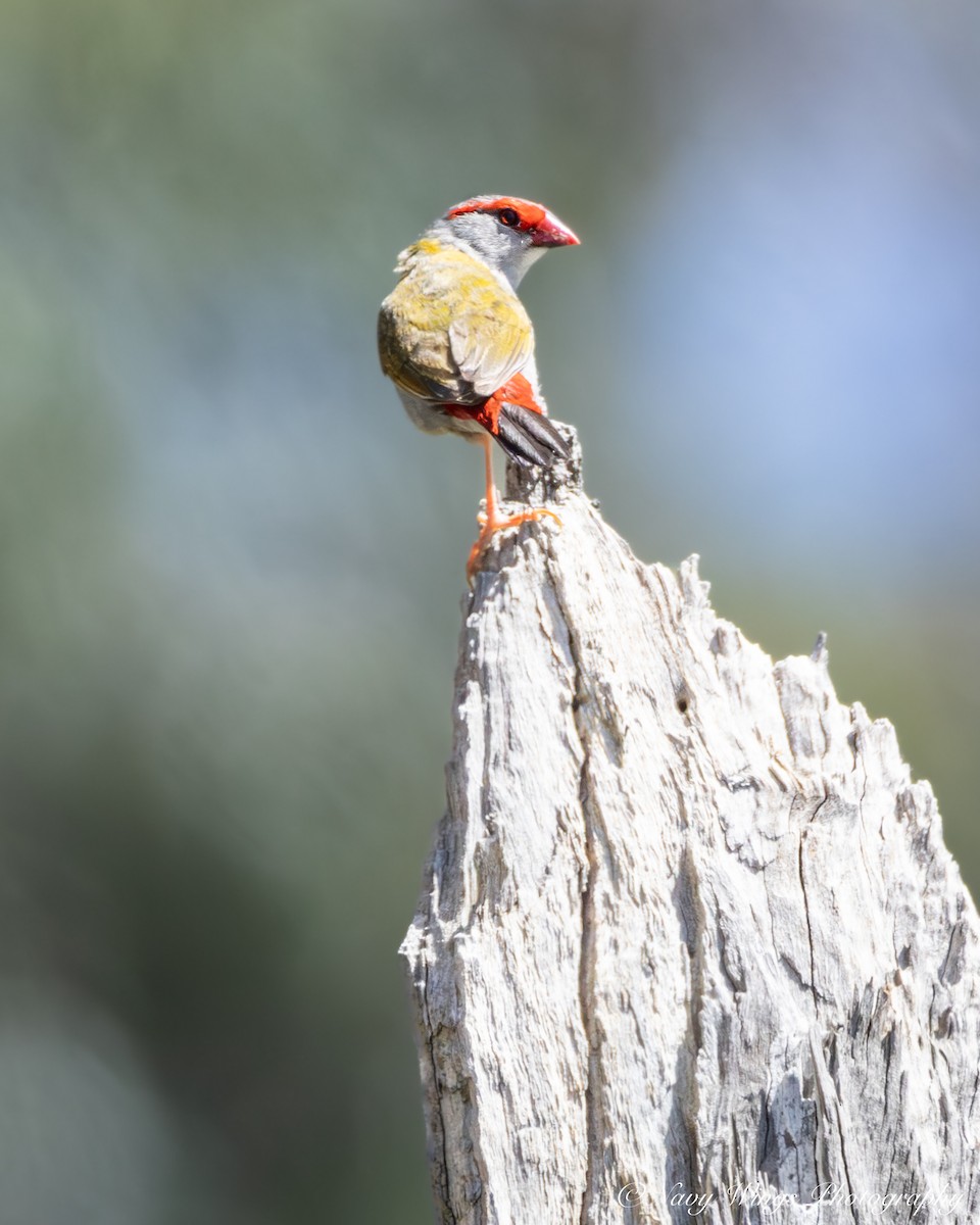 Red-browed Firetail - ML646390815