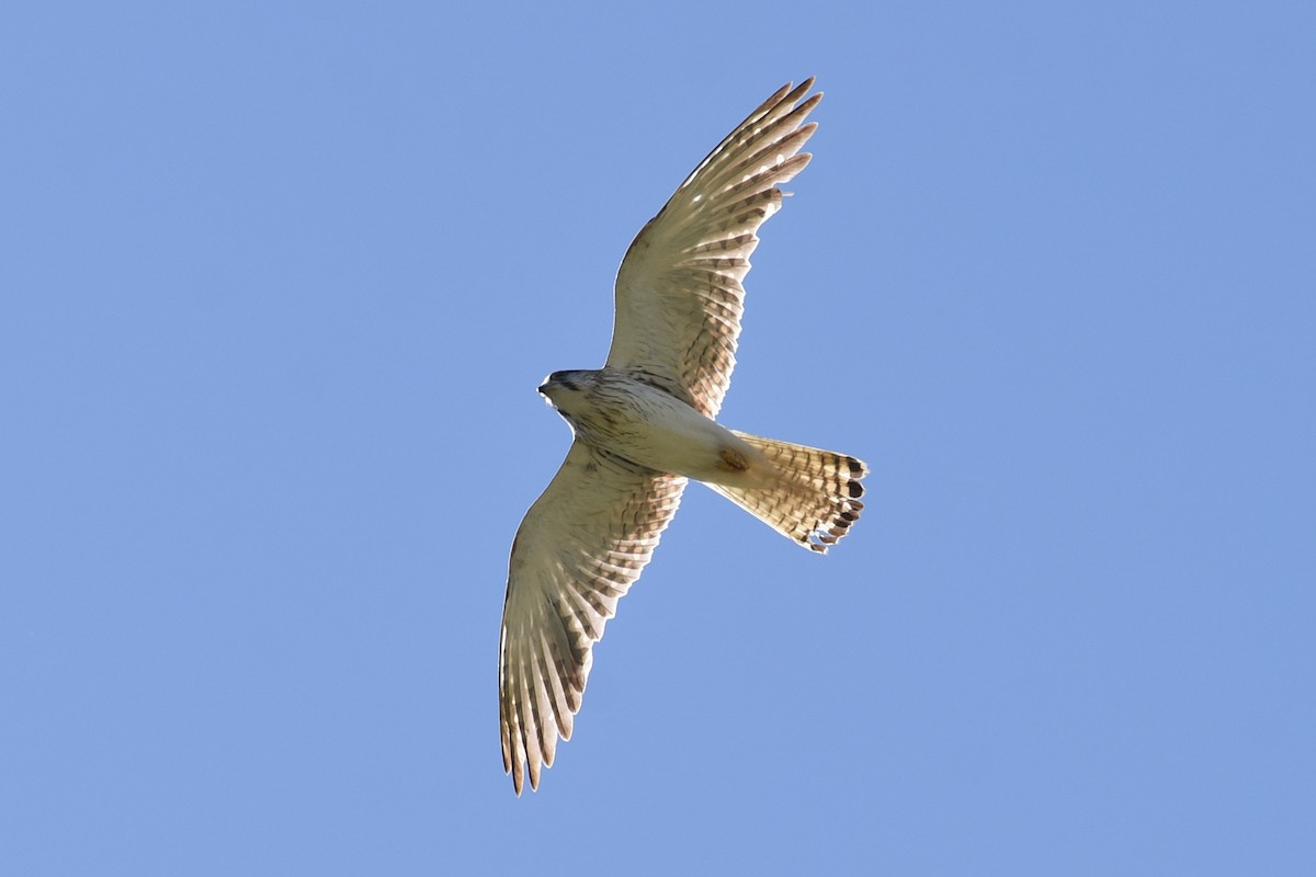 Nankeen Kestrel - ML646390816