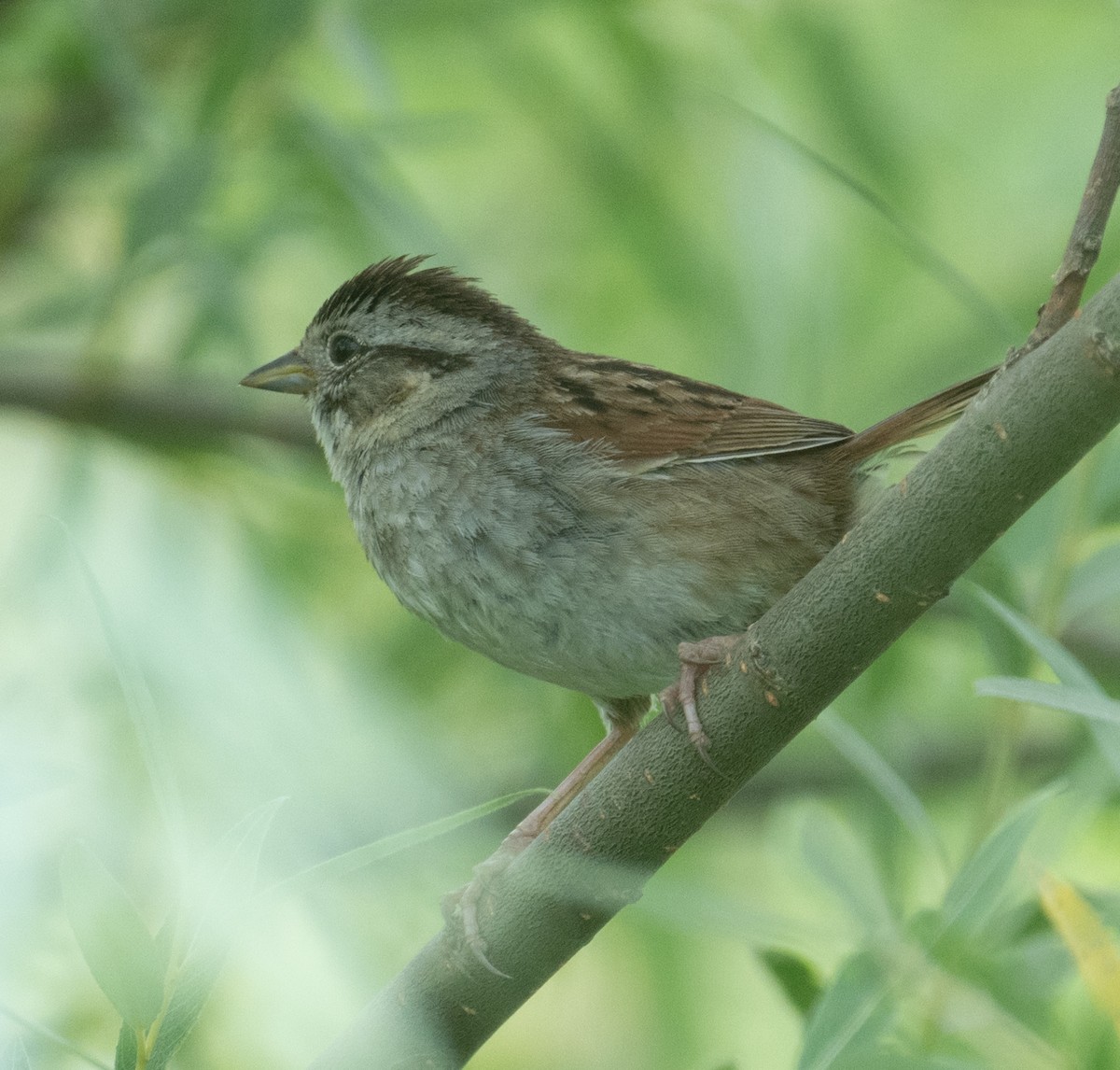 Swamp Sparrow - ML646390817
