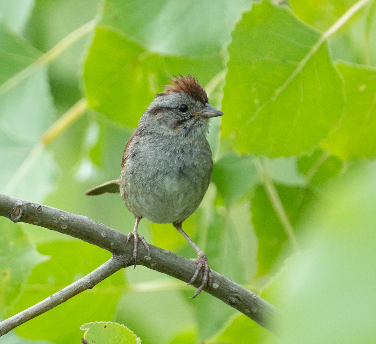 Swamp Sparrow - ML646390818