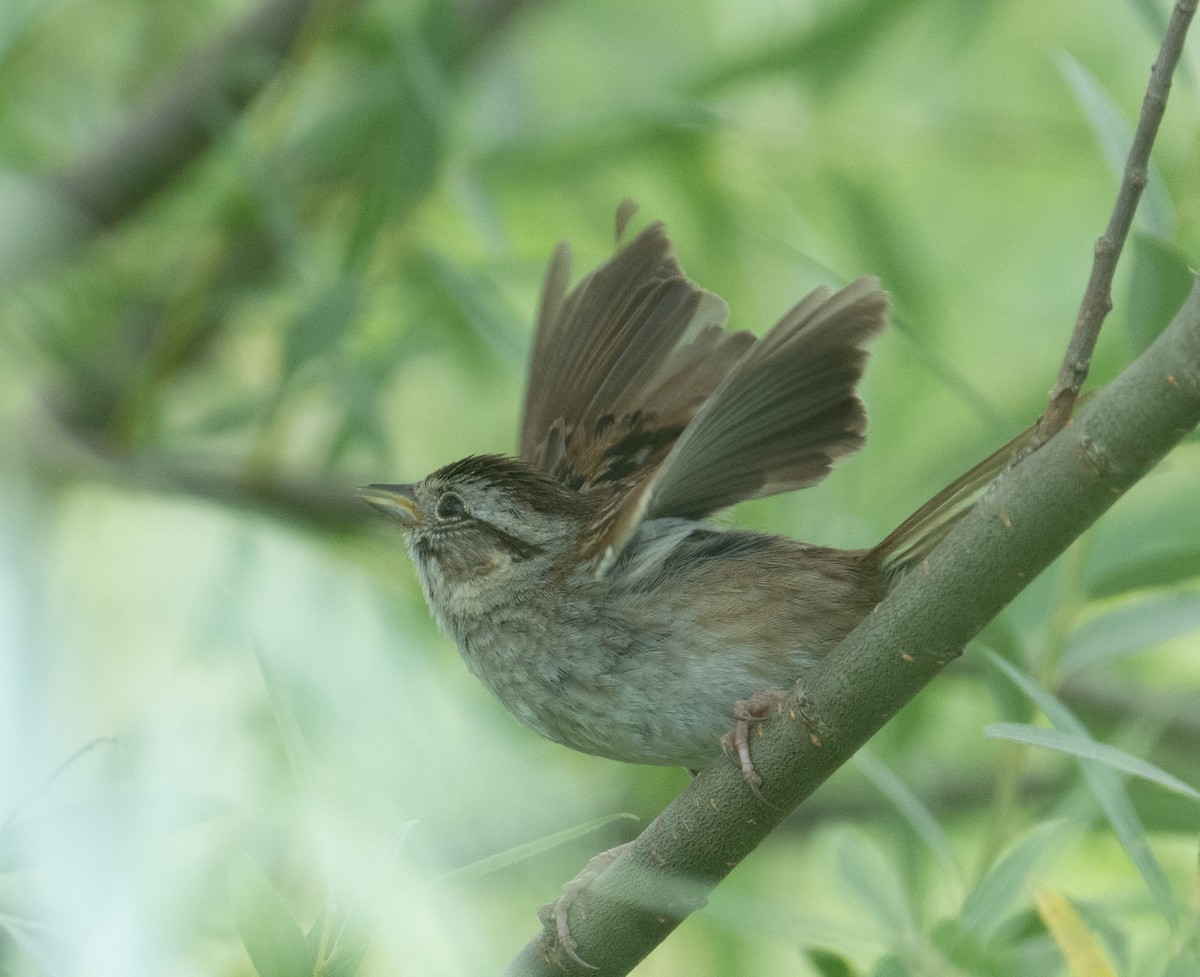 Swamp Sparrow - ML646390819
