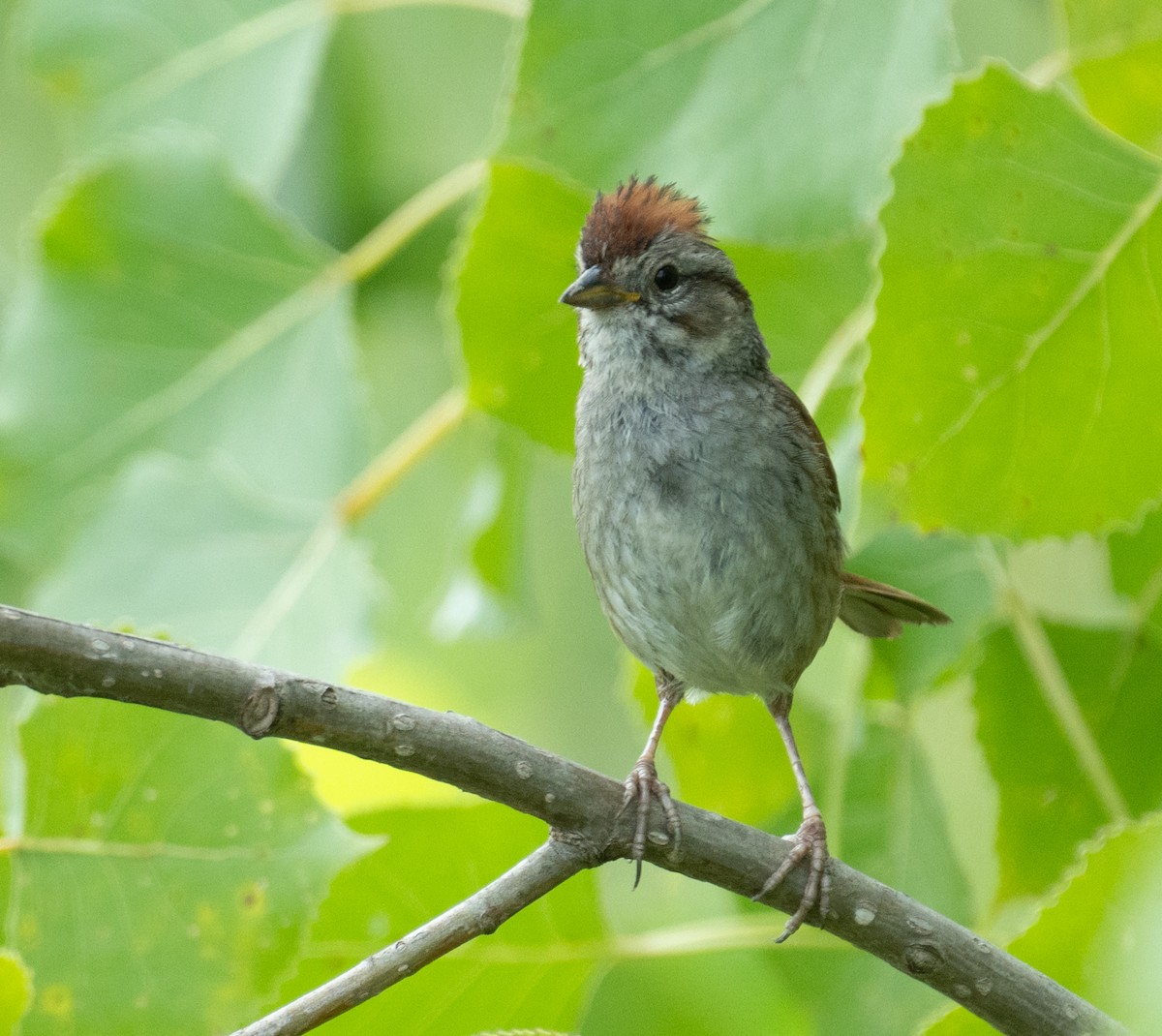 Swamp Sparrow - ML646390820