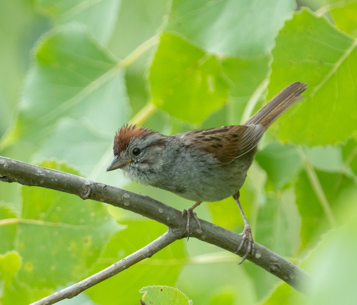 Swamp Sparrow - ML646390821