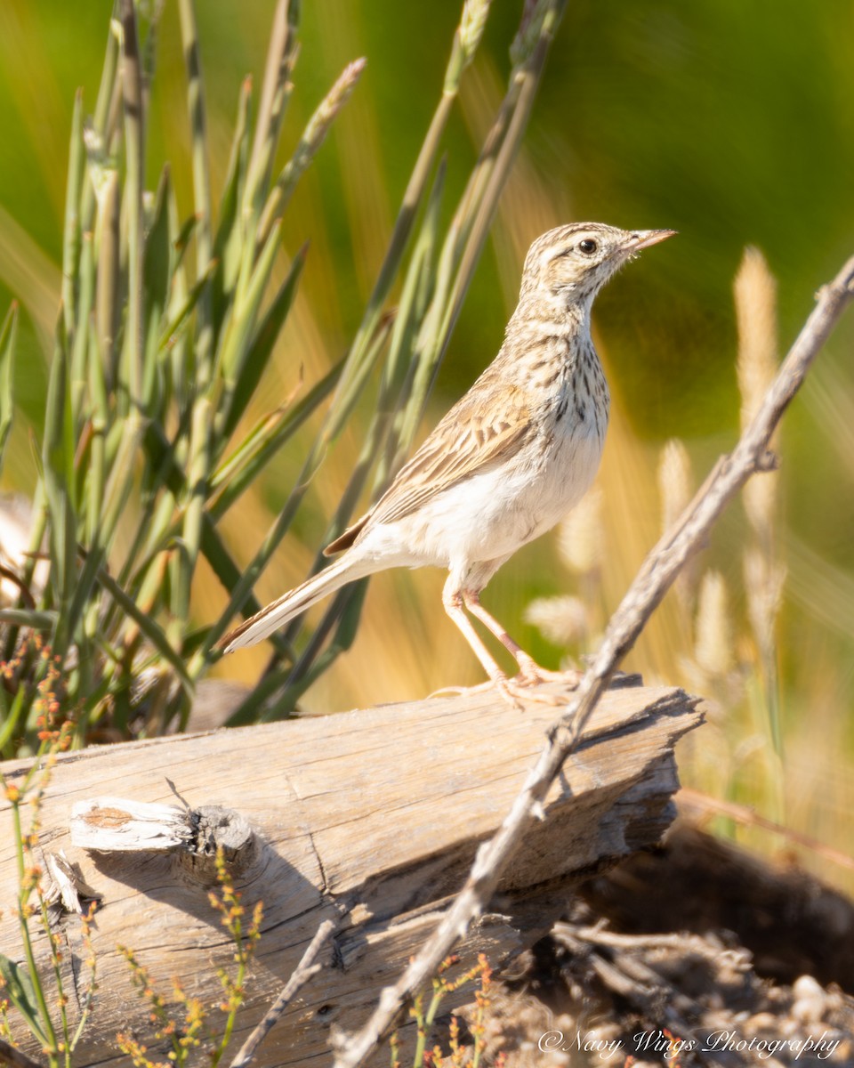 Australian Pipit - ML646390823