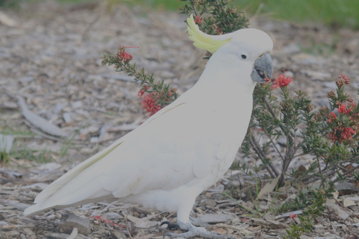 葵花鳳頭鸚鵡 - ML646390824