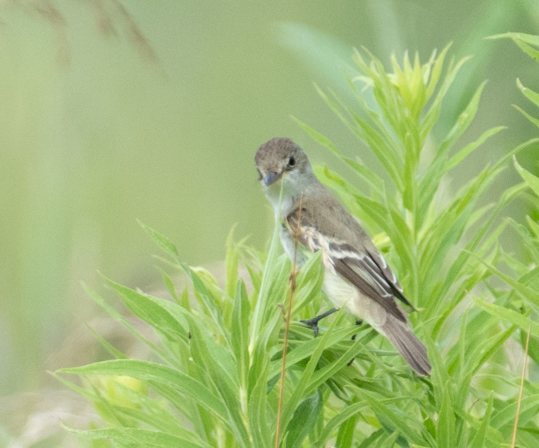 Willow Flycatcher - ML646390825