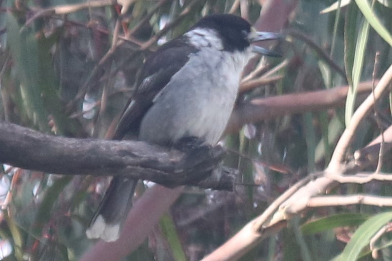 Gray Butcherbird - ML646390826