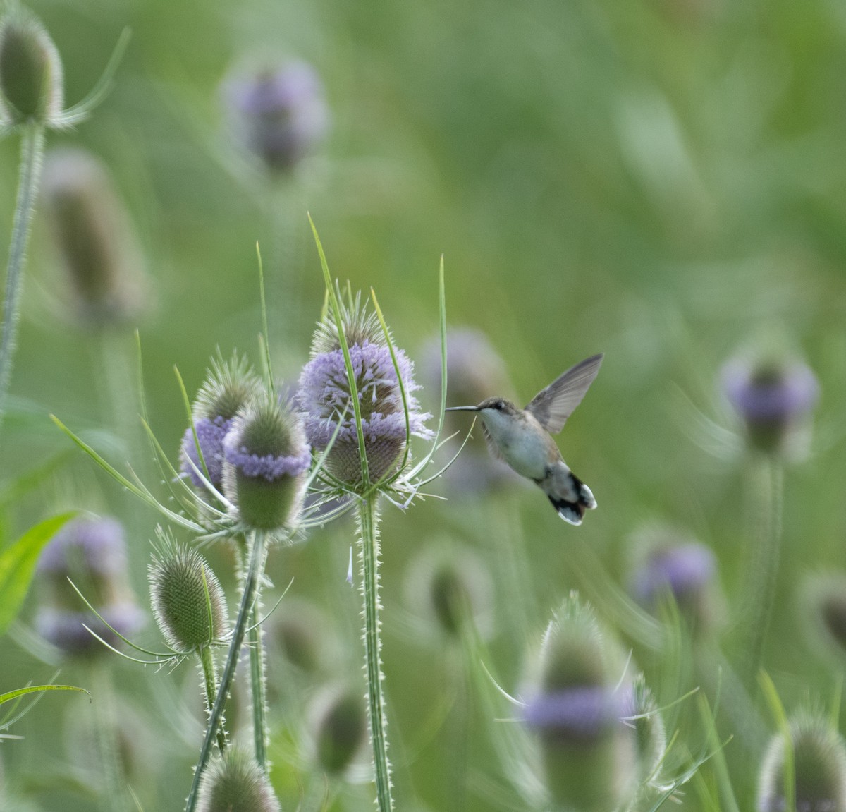 Ruby-throated Hummingbird - ML646390827