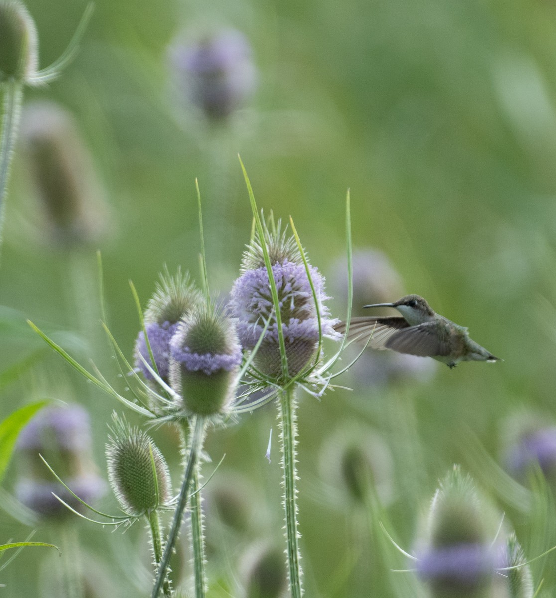 Ruby-throated Hummingbird - ML646390829