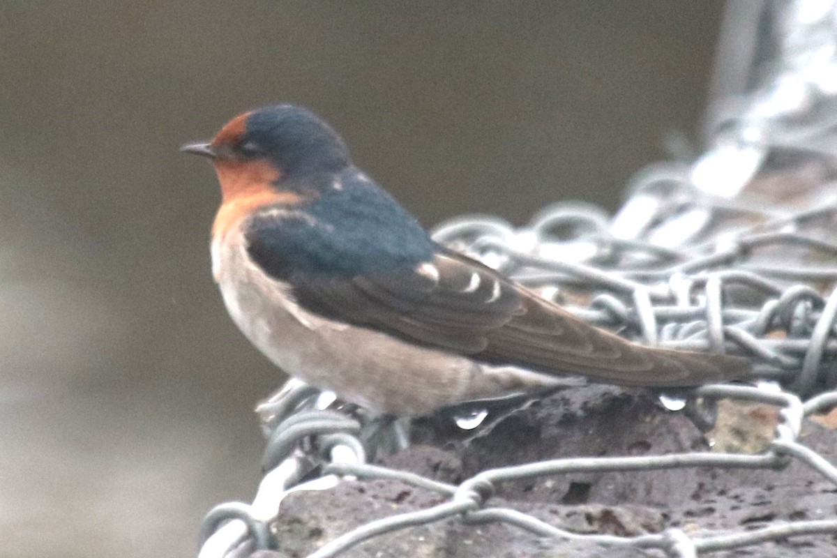 Welcome Swallow - ML646390830