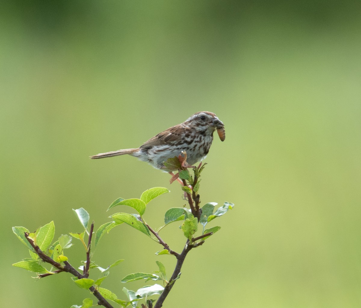 Song Sparrow - ML646390831
