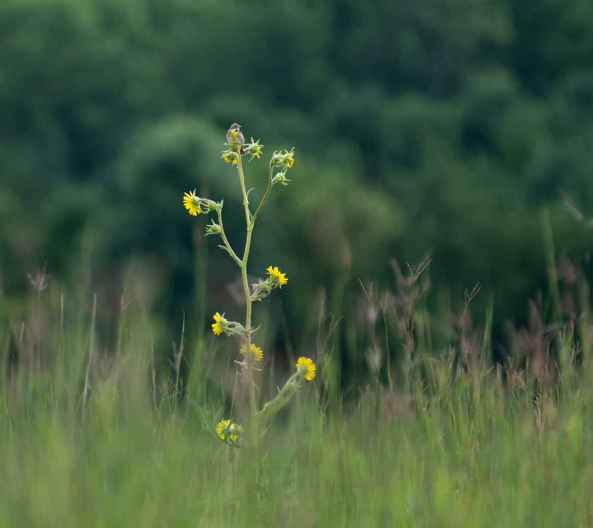 Dickcissel - ML646390833