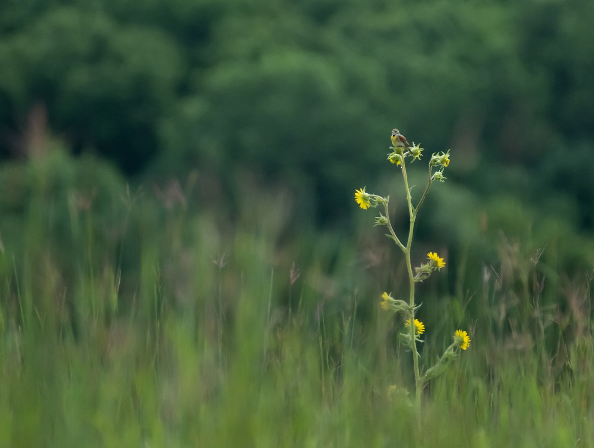 Dickcissel - ML646390834