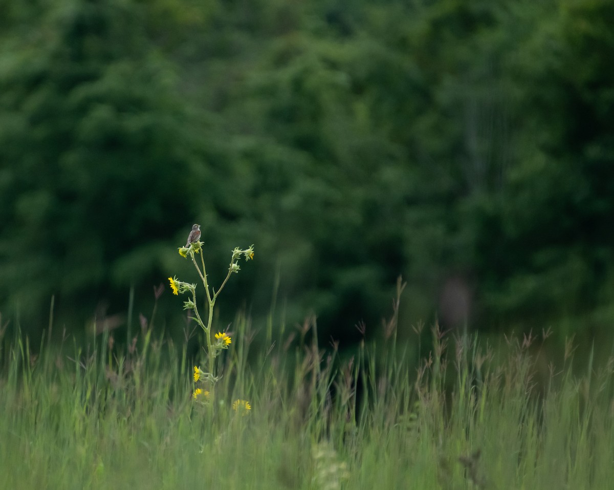 Dickcissel - ML646390835