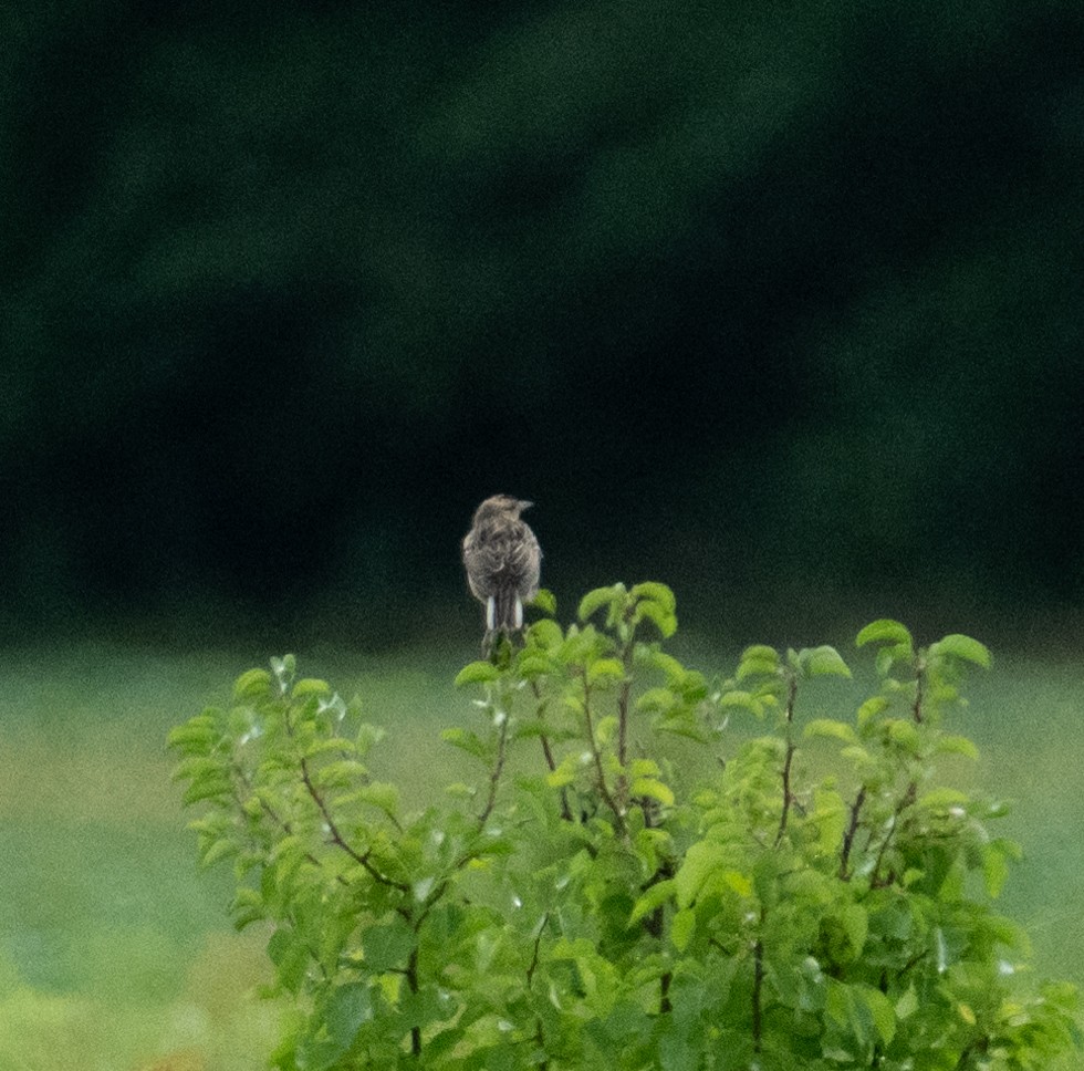 Eastern Meadowlark - ML646390837
