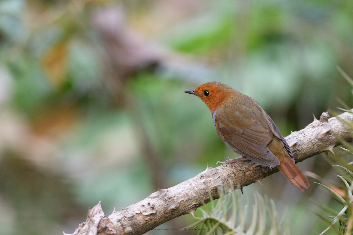 Japanese Robin - ML646390848