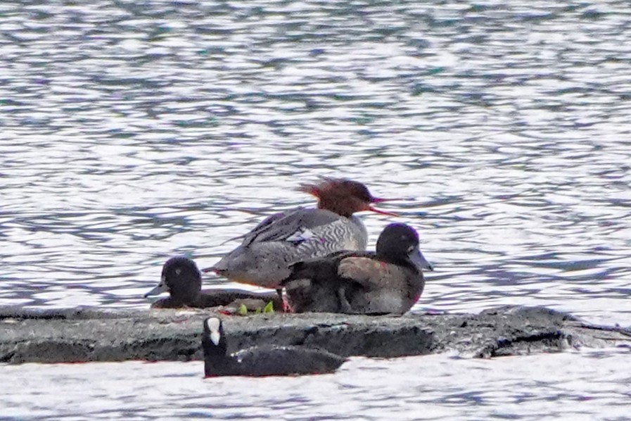 Scaly-sided Merganser - ML646390876