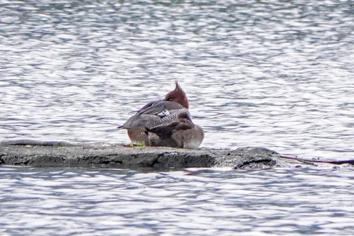 Scaly-sided Merganser - ML646390877
