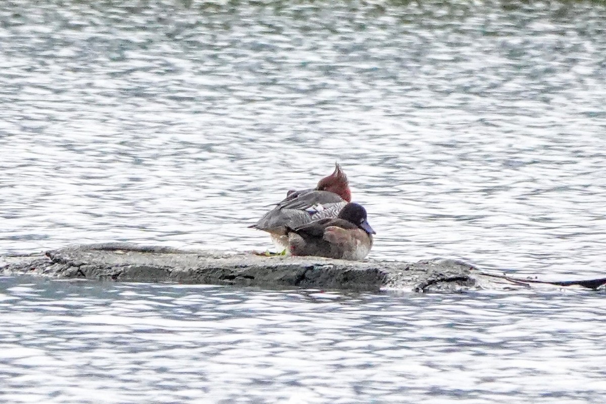 Scaly-sided Merganser - ML646390878