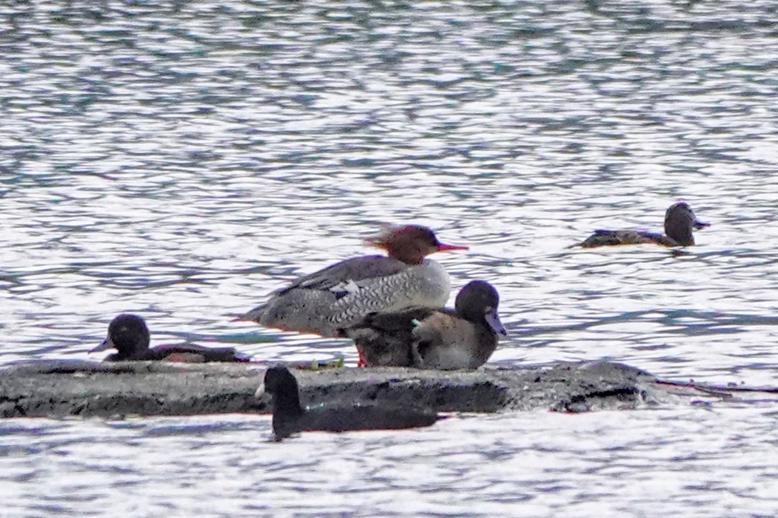 Scaly-sided Merganser - ML646390879