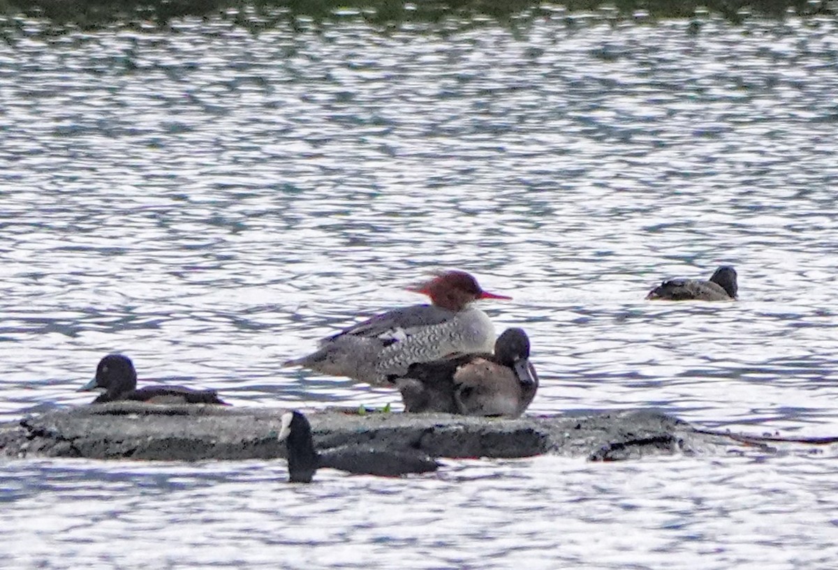 Scaly-sided Merganser - ML646390880