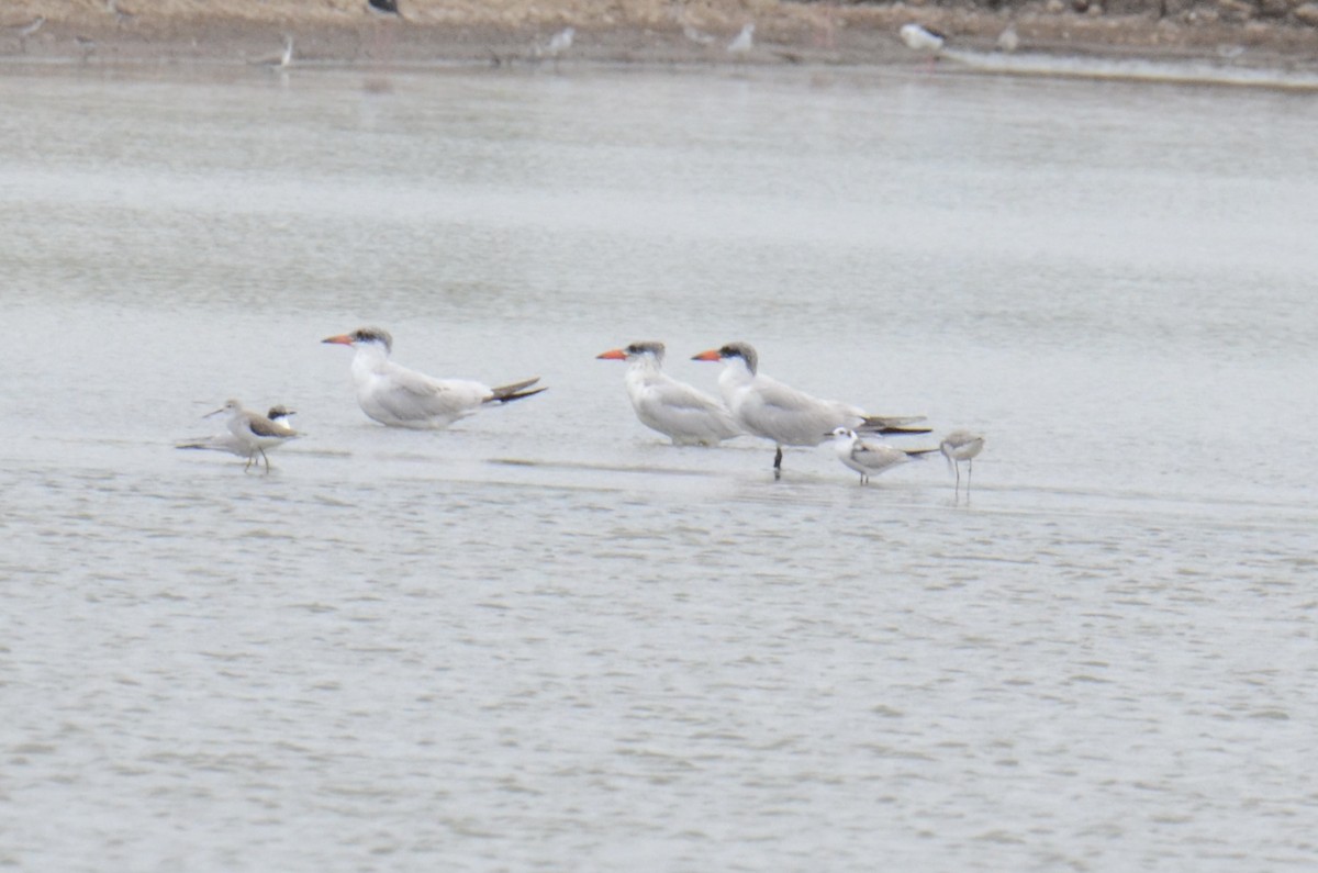 Caspian Tern - ML646390902
