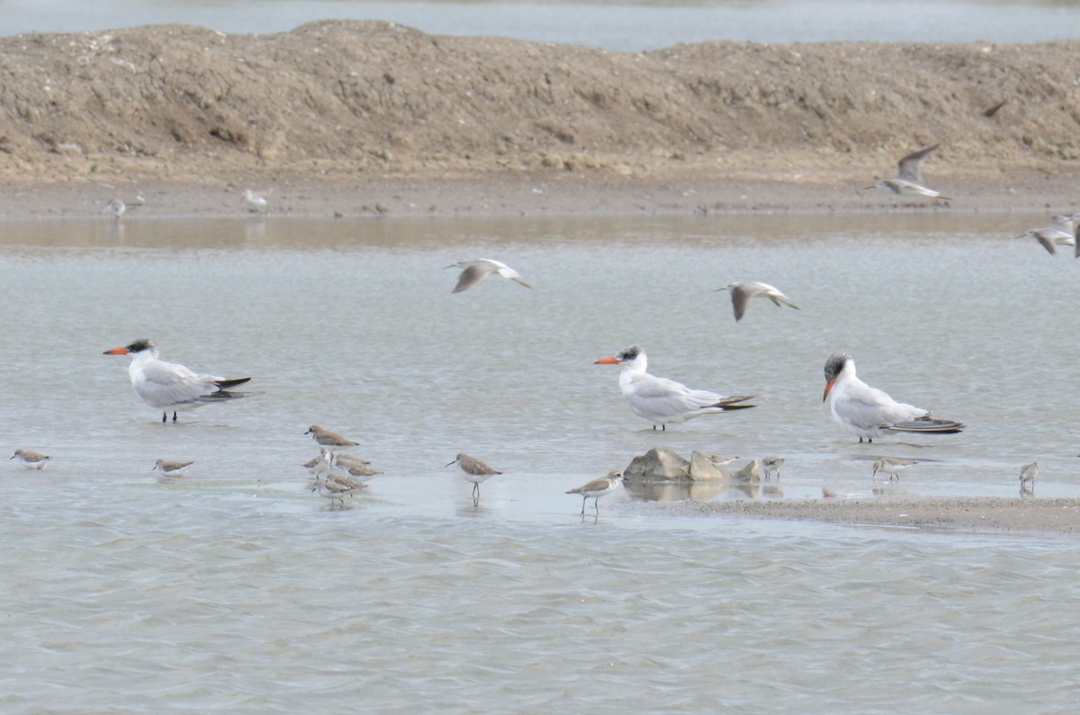 Caspian Tern - ML646390903