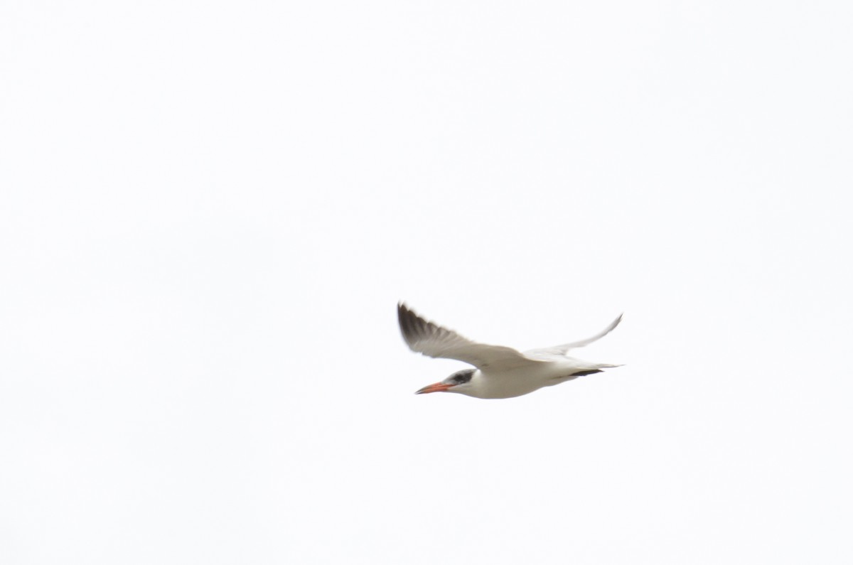 Caspian Tern - ML646390904